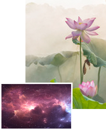 蓮と宇宙の写真
